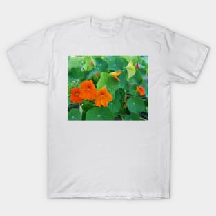 Yellow and orange nasturtiums in my garden T-Shirt